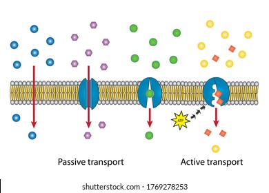 Small Molecules Across The Lipid Bilayer Or Membrane Into Intracellular Fluid Of Cell By Passive Transport Pathway Including Simple And Facilitated Diffusion And Active Transport By Using Energy