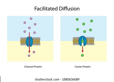 253 Extracellular fluid Images, Stock Photos & Vectors | Shutterstock