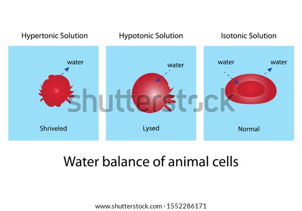 Small molecules of water diffuse into red blood\
cell by using cell membrane pathway as the water balance concept in\
animal cells.