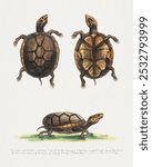 The small mud tortoise (1758-1764) print by George Edwards. Vintage animal art drawing illustration, vintage art print of mud tortoise, vintage painting of mud tortoise study, watercolor painting.