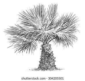 1,095 Small dates palm tree Images, Stock Photos & Vectors | Shutterstock