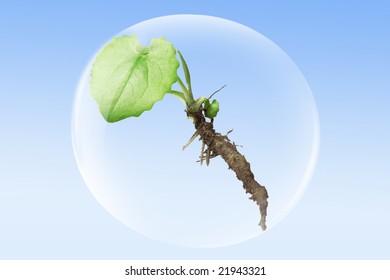small plant in a bubble
