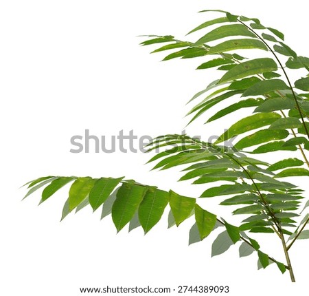 Small tree branch isolated on white background. Natural Green leaves frame. Corner tree branch with leaves isolated on white background. transparent background PNG in daylight with soft, natural lighting. Young small leafy tree branch placed in corner with natural foliage. Photorealistic tropical branch foliage with copy space for design backgrounds, corner, frames, borders, banners, templates, architecture visualization, landscaping element or asset, landscape design projects, exterior renderings, urban planning presentations, environmental graphics, real estate marketing, garden planning concepts, 3D compositing, and nature themed backdrop layouts. isolate plant foliage or leaf. Green small young plant branches with leaves isolated on white background with clean solid plain backgrounds. Front view, Side view of Toona sinensis, commonly called Chinese mahogany, Chinese cedar, Chinese toon, beef and onion plant, or red toon.