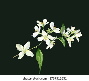 Small Watercolor Sprig Of White Jasmine Flowers