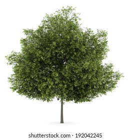 Small-leaved Lime Tree Isolated On White Background