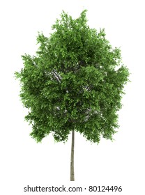 Small-leaved Lime Tree Isolated On White Background