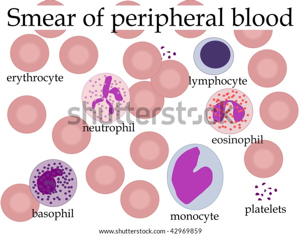 Smear Peripheral Blood Stock Illustration 42969859