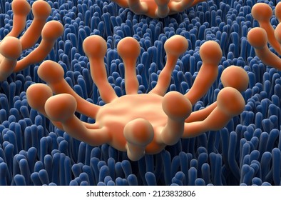 Smell (olfactory) Receptor Field In Nasal Lining - Closeup View 3d Illustration