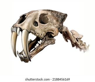 Smilodon skull  saber  toothed tiger  realistic drawing  illustration for encyclopedia extinct animals  isolated image white background