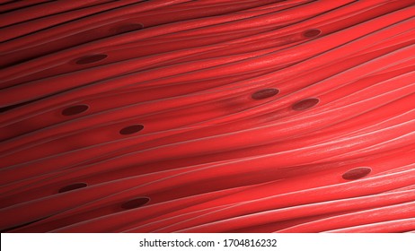 Smooth Muscle Cells Tissue. 3d Render