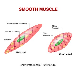 Smooth Muscle Hd Stock Images Shutterstock