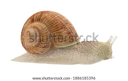 Similar – Image, Stock Photo More Schneck² 1 Animal