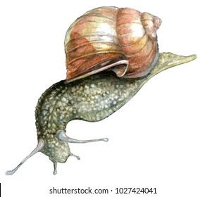 7,181 Watercolor snail Images, Stock Photos & Vectors | Shutterstock