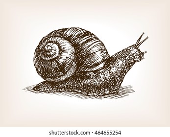 Snail Sketch Style Raster Illustration. Old Engraving Imitation.