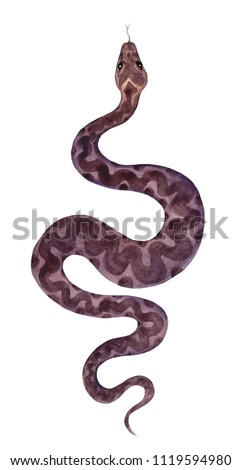 Snake with ornament. Watercolor illustration