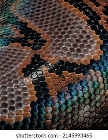 14,053 Rattlesnake texture Images, Stock Photos & Vectors | Shutterstock