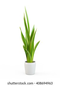 Snake Plant Potted Plant Isolated On White Background. 3D Rendering, 3D Illustration.