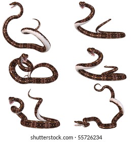 Snake-Gaboon Viper