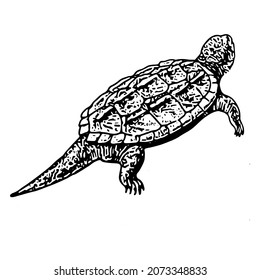 Snapping Turtle Illustration In Black And White Isolated On White Background