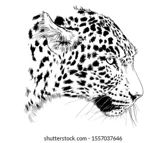 Snarling Face Leopard Painted By Hand Stock Illustration 1557037646 ...