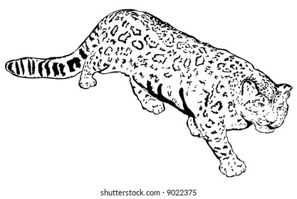 72 Panthera Uncia Stock Illustrations, Images & Vectors 