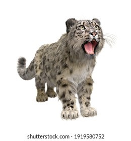 Snow Leopard Standing With Head Up And Mouth Open To Roar. 3D Illustration Isolated On White.