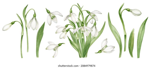 Snowdrops for spring mood.
1st set: buds, leaves and flowers - elements of snowdrops for your creation. 