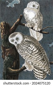 Snowy Owl From Birds Of America (1827) By John James Audubon. Adult Coloring Page