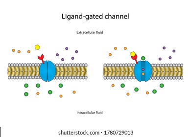 Sodium Ions From Extracellular Fluid Across Plasma Membrane Into Intracellular Fluid By Ligand Binding With Receptor On The Channel Protein.