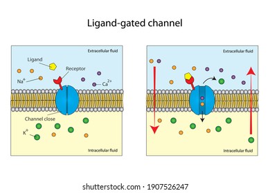 Sodium Ions From Extracellular Fluid Across Plasma Membrane Into Intracellular Fluid By Ligand Binding With Receptor On The Channel Protein.