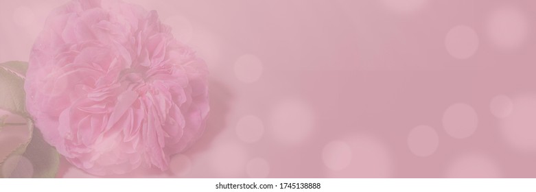 Soft focus floral background. Spring flowers, pink background. Delicate tea rose flowers with bokeh over blur banner, header or billboard. Valentine, love, mother's day, wedding, summer and spring - Powered by Shutterstock