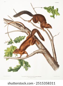 Soft-haired Squirrel from the viviparous quadrupeds of North America (1845) illustrated by John Woodhouse Audubon (1812-1862). Vintage animal. Vintage art drawing illustration, old painting art print.