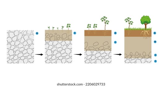 Soil Formation, Also Known As Pedogenesis, Is The Process Of Soil Genesis As Regulated By The Effects Of Place, Environment