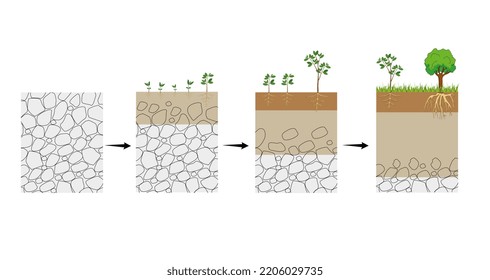 Soil Formation, Also Known As Pedogenesis, Is The Process Of Soil Genesis As Regulated By The Effects Of Place, Environment