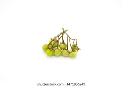 Solanum Indicum L Isolated On White Stock Illustration 1471856243 ...