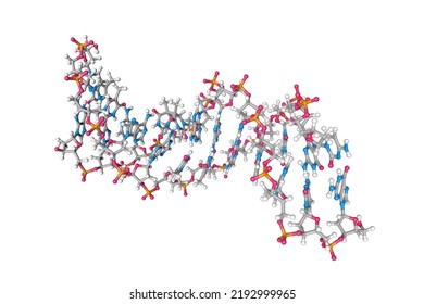 Solution-state Structure Of A Dna Dodecamer Duplex Containing A Cis-syn Thymine Cyclobutane Dimer. Molecular Model. Rendering Based On Protein Data Bank Entry 1ttd. 3d Illustration