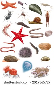 Some Invertebrates: Moluscs, Arthropods, Sea Urchins, Starfish, Etc.