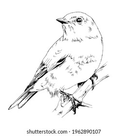 Songbird Drawing Images Stock Photos Vectors Shutterstock