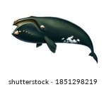 Southern Right Whale realistic illustration isolated. Big gray whale on a white background. Blue whale in the open sea swims to the top.