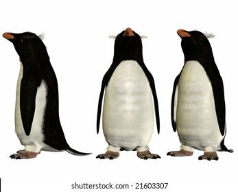 Southern Rockhopper Penguin