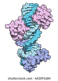 Sox2 (HMG domain, blue) and Oct-1 (POU domain, pink) transcription factors, bound to DNA (cyan). 3D rendering based on protein data bank entry 1gt0. Atoms shown as color-coded spheres. 