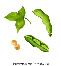 Soy. Leaves, Pod, Bean. Illustration In Watercolor Style On A White Background. Set.