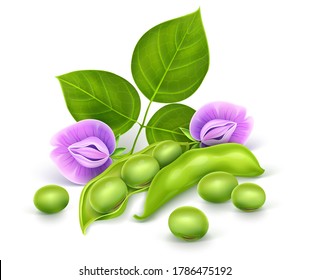 Soy Plant Beans With Green Leaves, Flowers And Pods. Realistic. Isolated On White Background. Gradient Mesh Used. 3D Illustration.