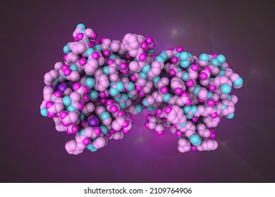 Space-filling Molecular Model Of Human Galectin-14, A Member Of The Galectin Family Of Carbohydrate Binding Proteins. Rendering Based On Protein Data Bank. Scientific Background. 3d Illustration