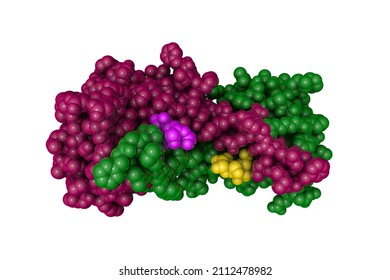 Space-filling Molecular Model Of Human Galectin-14, A Sugar Binding Protein. Rendering With Differently Colored Protein Chains Based On Protein Data Bank. Scientific Background. 3d Illustration