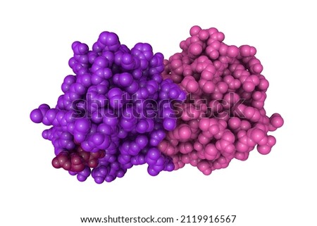 Space-filling molecular model of human galectin-2 (dimer) isolated on white background. Rendering with differently colored protein chains based on protein data bank entry 5dg2. 3d illustration