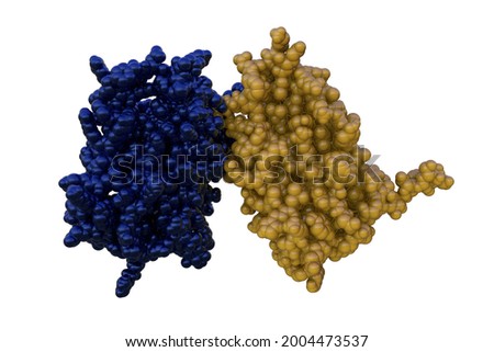 Space-filling molecular model of human interferon beta, a cytokine used to treat multiple sclerosis. Rendering with different protein chains based on protein data bank. 3d illustration