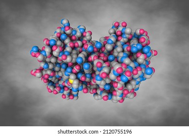 Space-filling Molecular Model Of Sugar Binding Protein - Human Galectin-2 (dimer) On Gray Background. Rendering Based On Protein Data Bank Entry 5dg2. Scientific Background. 3d Illustration