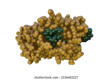 Space-filling Molecular Model Of Thyroxine Binding Globulin Isolated On White Background. Rendering With Differently Colored Protein Chains Based On Protein Data Bank Entry 4yia. 3d Illustration