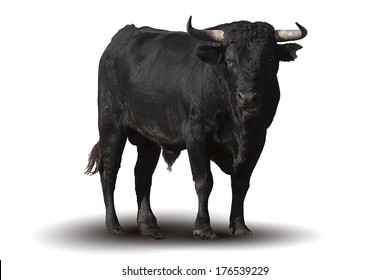 Spanish black bull isolated over white background